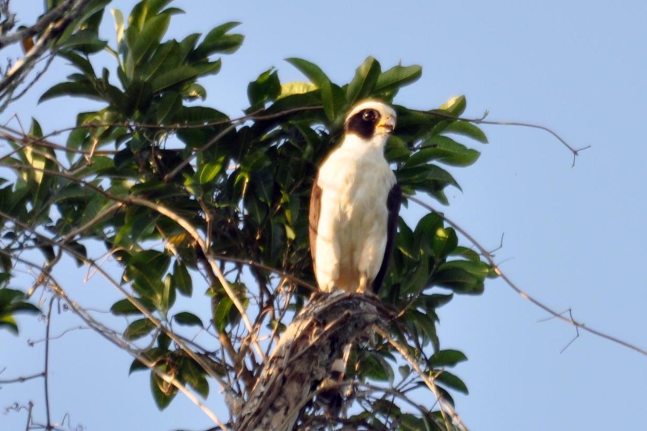 Jolie Jungle Eco Hotel (Adults Only) ลีโอนา วิคาริโอ ภายนอก รูปภาพ