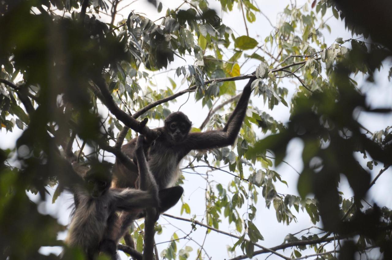Jolie Jungle Eco Hotel (Adults Only) ลีโอนา วิคาริโอ ภายนอก รูปภาพ