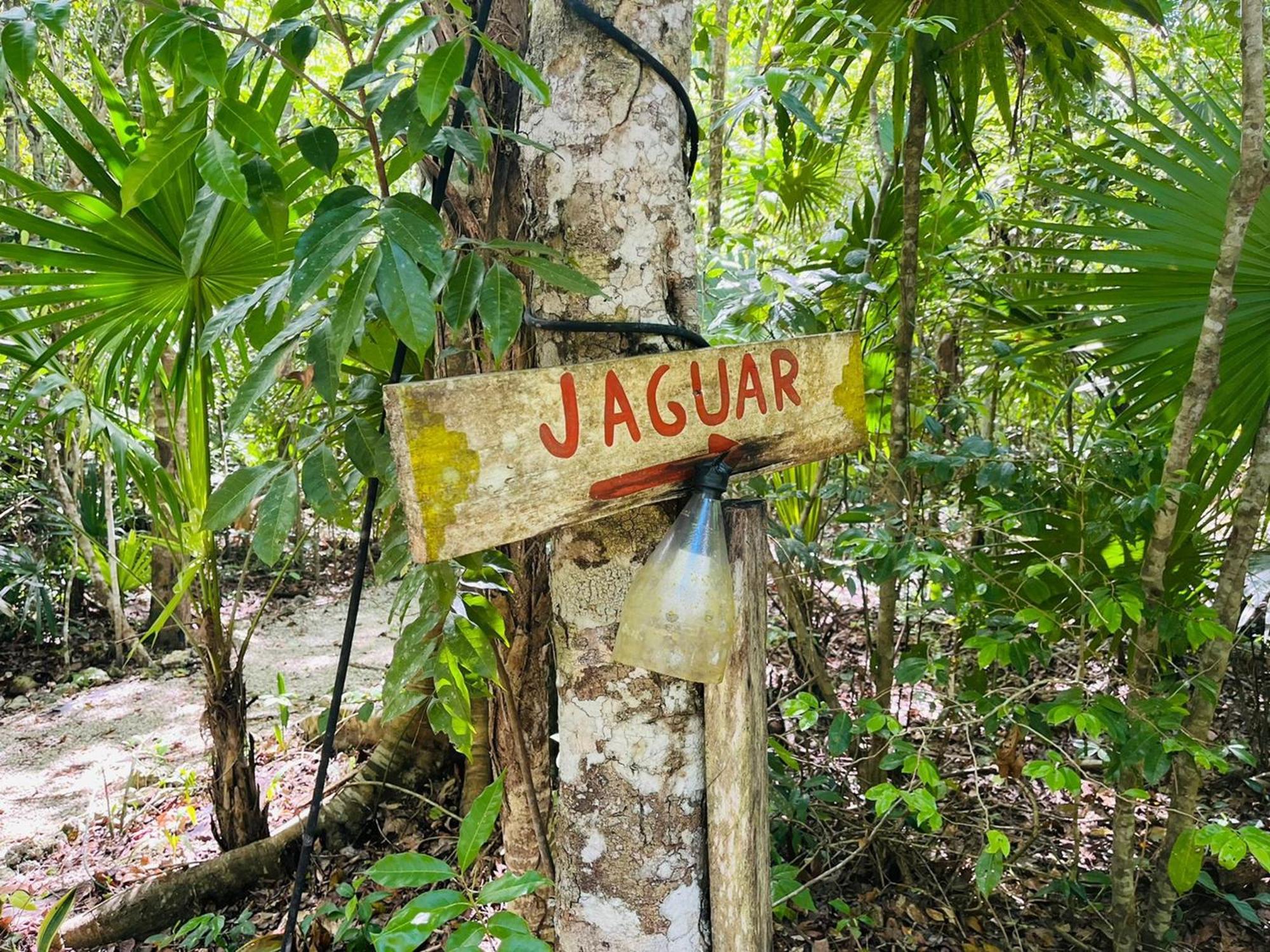 Jolie Jungle Eco Hotel (Adults Only) ลีโอนา วิคาริโอ ห้อง รูปภาพ
